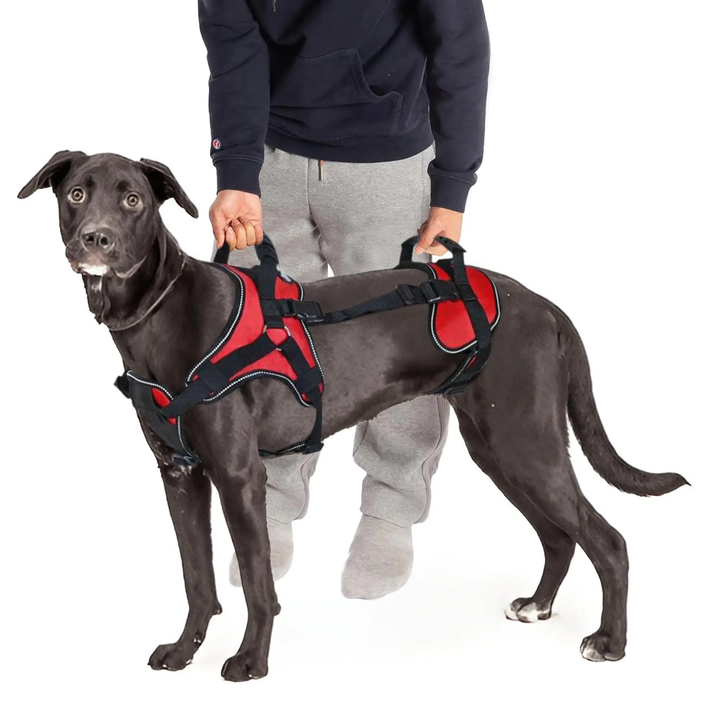 Harnais de Levage avec Sangles pour Pattes Arrière - Marche et Voyage