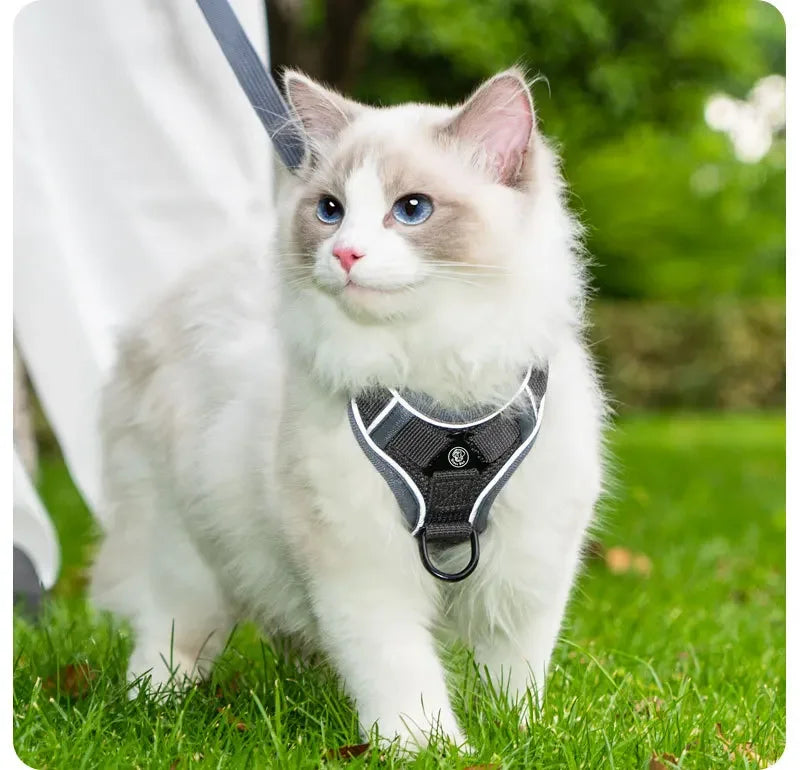 Ensemble Harnais et Laisse Sans Traction pour Petit Chien et Chat