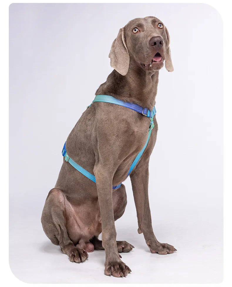 Harnais Anti-Traction Nid d'Abeille pour Chien - Respirant et Sécurisé