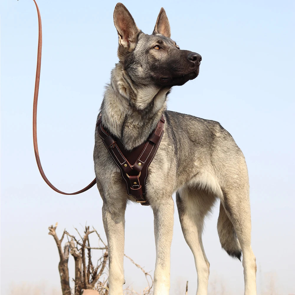 Harnais en Cuir Véritable pour Grand Chien - Poignée Réglable