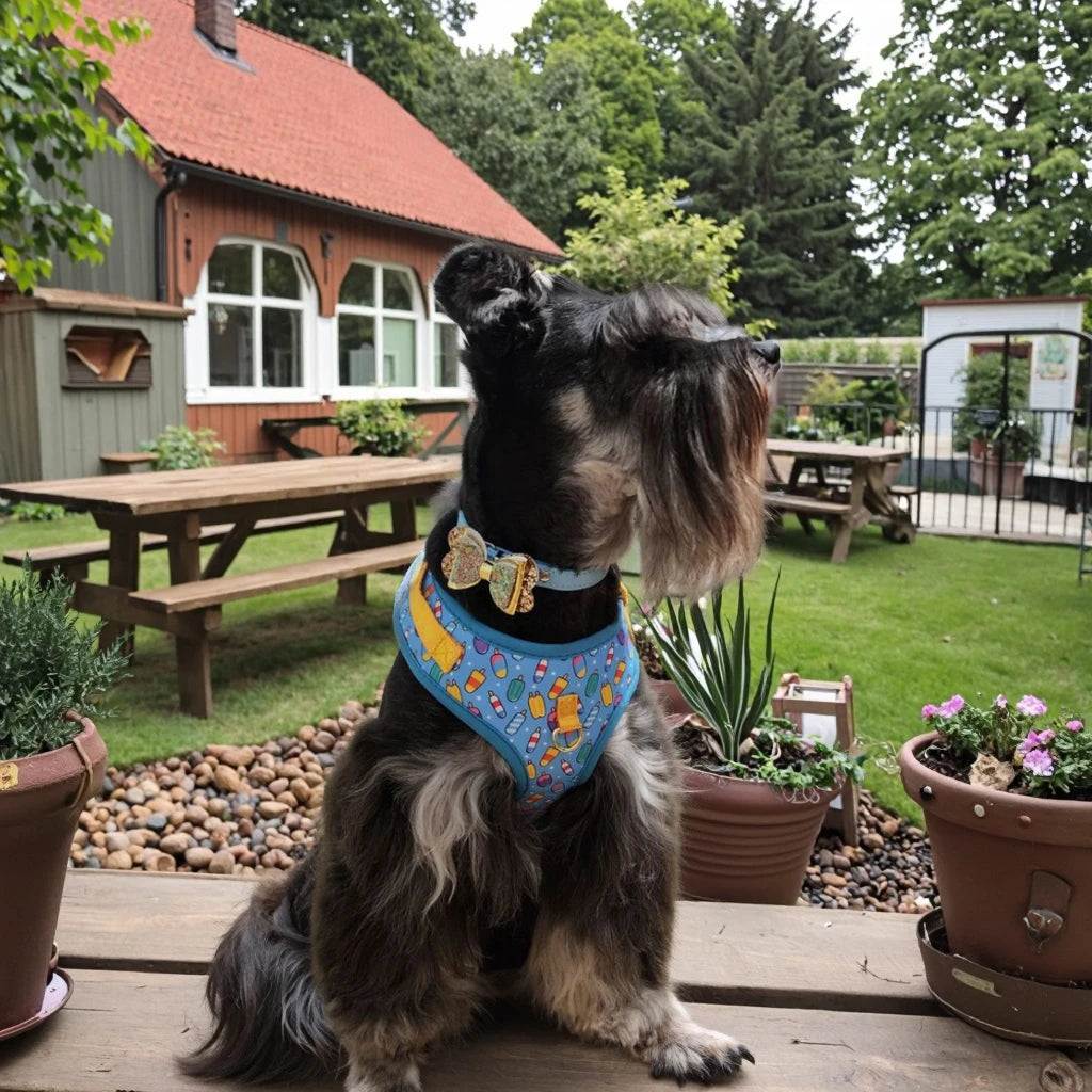 Harnais de Luxe Cadeau pour Chien - Design Mignon, avec Laisse
