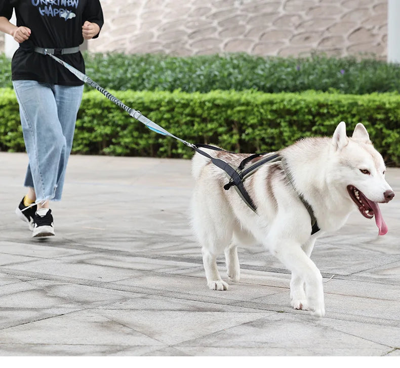 Ensemble Harnais et Laisse Extérieur pour Chien Moyen/Grand
