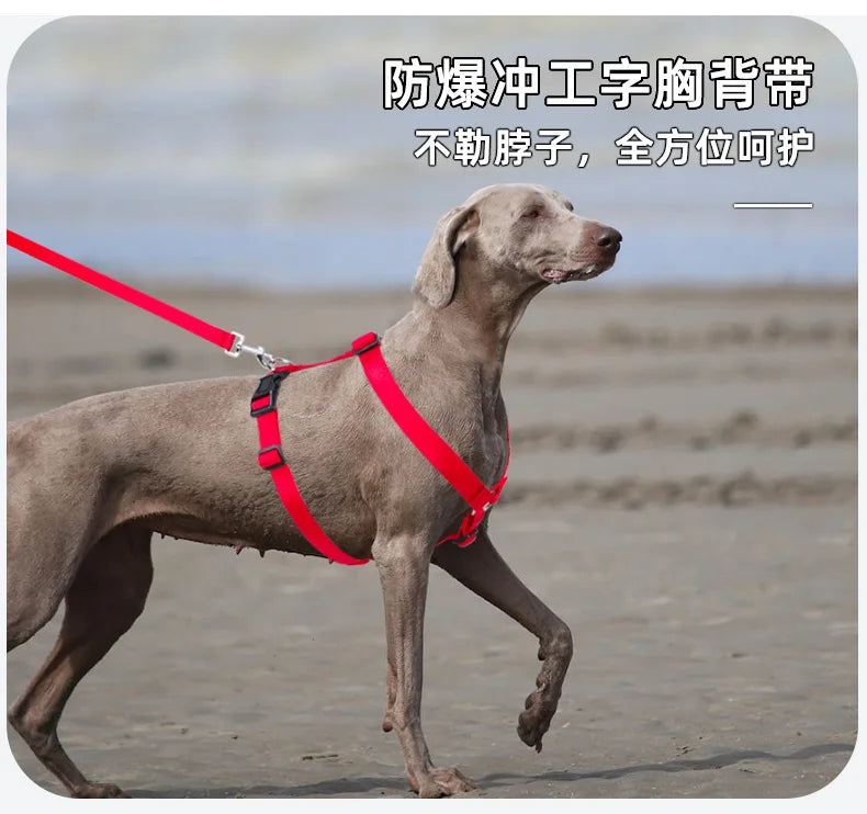 Harnais et Laisse Nylon Résistant pour Grand Chien