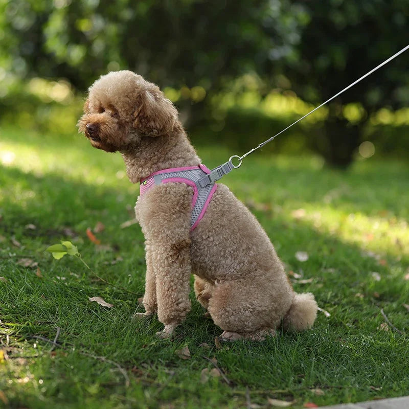 Ensemble Accessoires Réglables pour Chiots et Chats - Bouledogue, Chihuahua