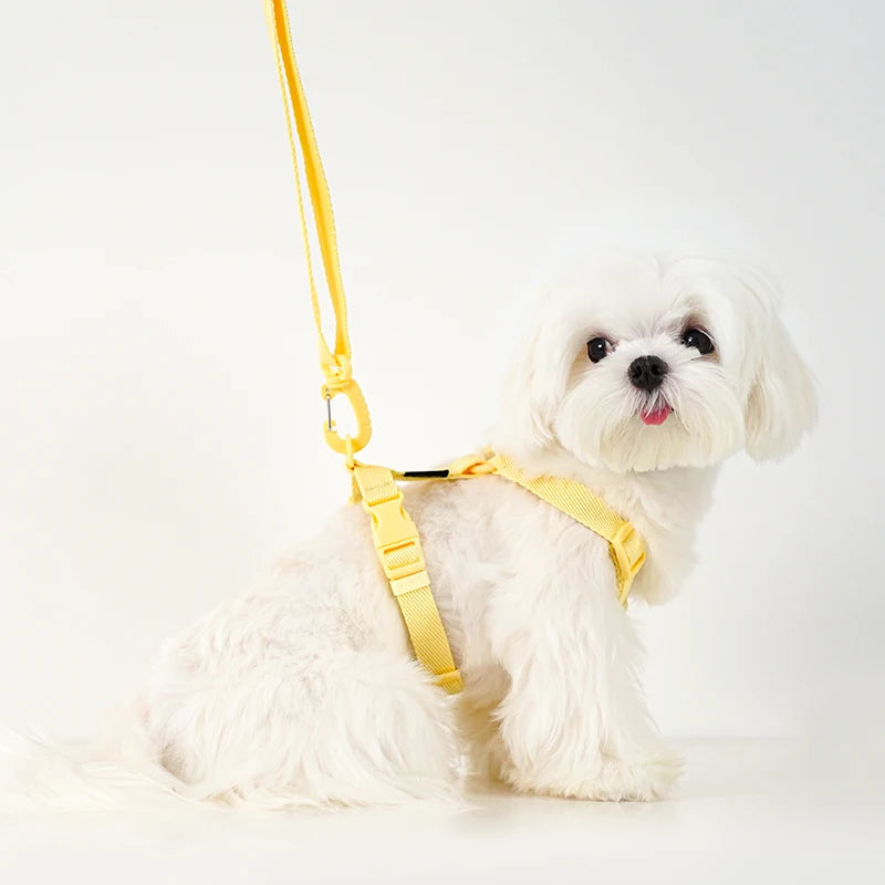 Ensemble Harnais et Laisse Coloré pour Petit Chien - Réfléchissant