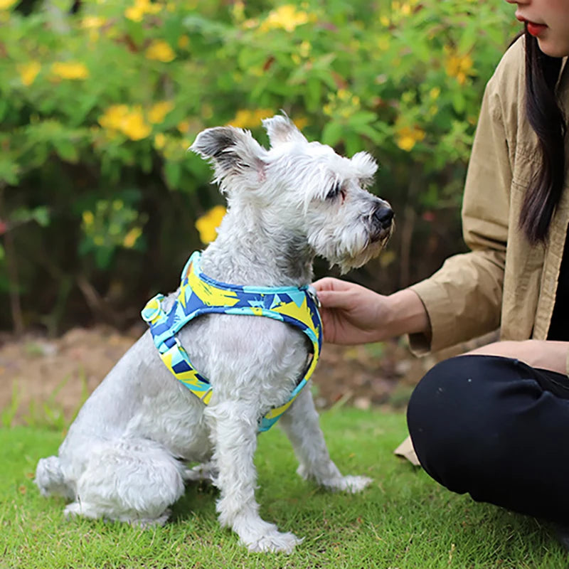 Laisse et Collier Réglables en Maille Polyester - Chien et Chat