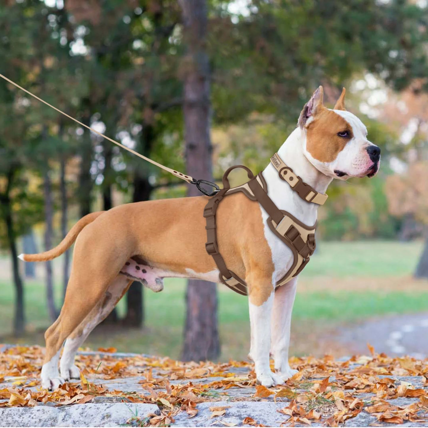 Harnais de Luxe Couleur Chocolat Anti-Traction pour Chien - Personnalisé