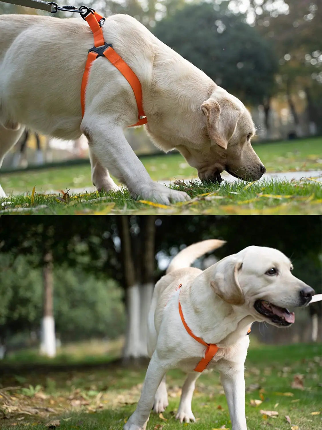 Harnais Réglable Étanche pour Chien - Sans Traction, Toutes Tailles