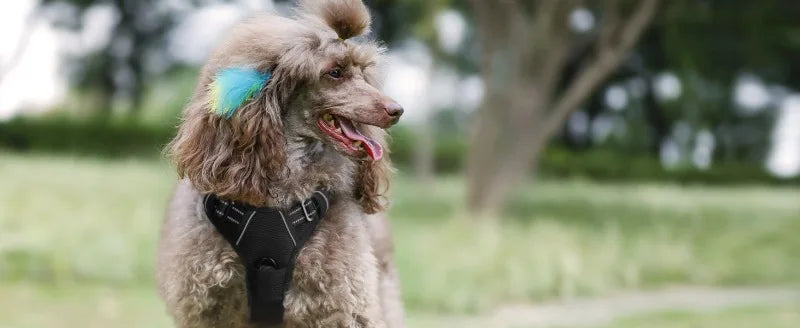 Harnais et Laisse Corde Nylon pour Grand Chien