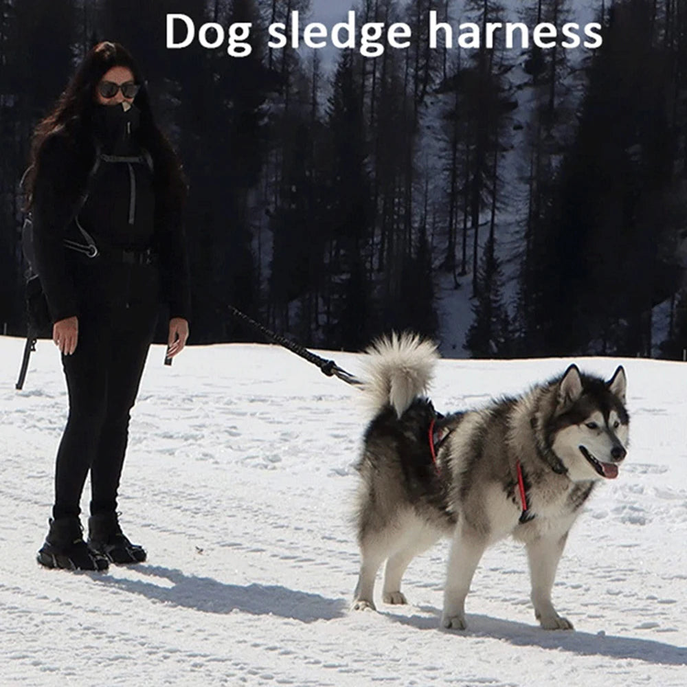 Harnais Ski et Course pour Grand Chien - Haute Qualité