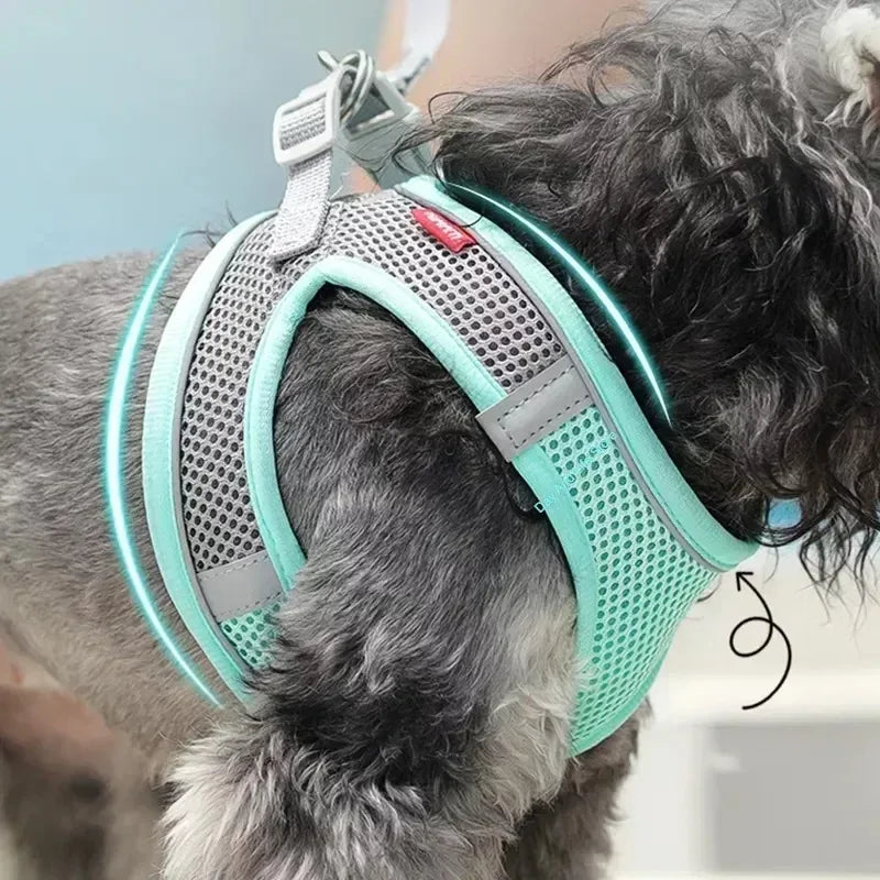 Ensemble Accessoires Réglables pour Chiots et Chats - Bouledogue, Chihuahua