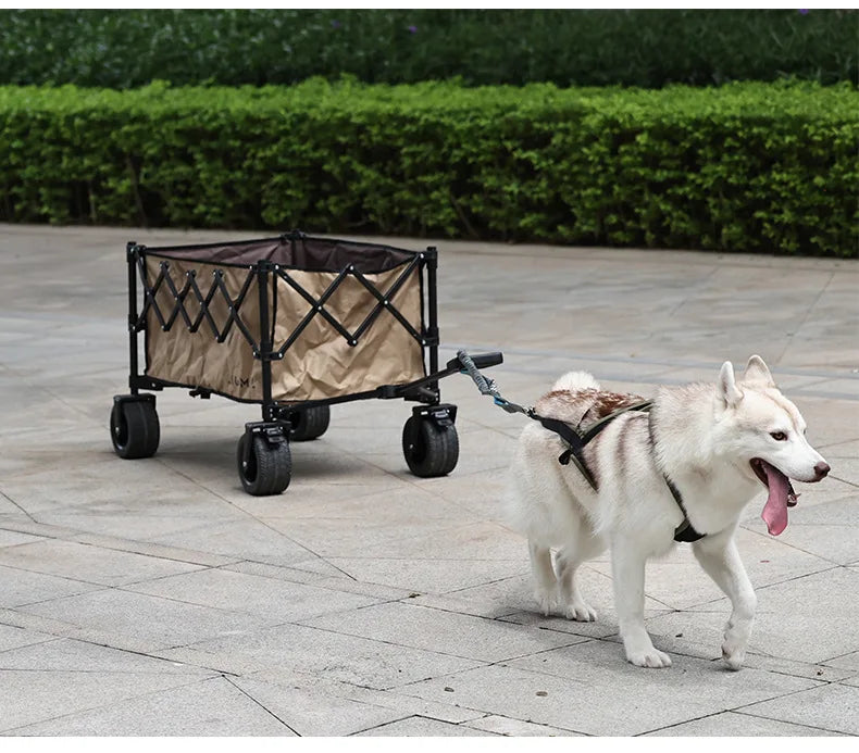 Ensemble Harnais et Laisse Extérieur pour Chien Moyen/Grand