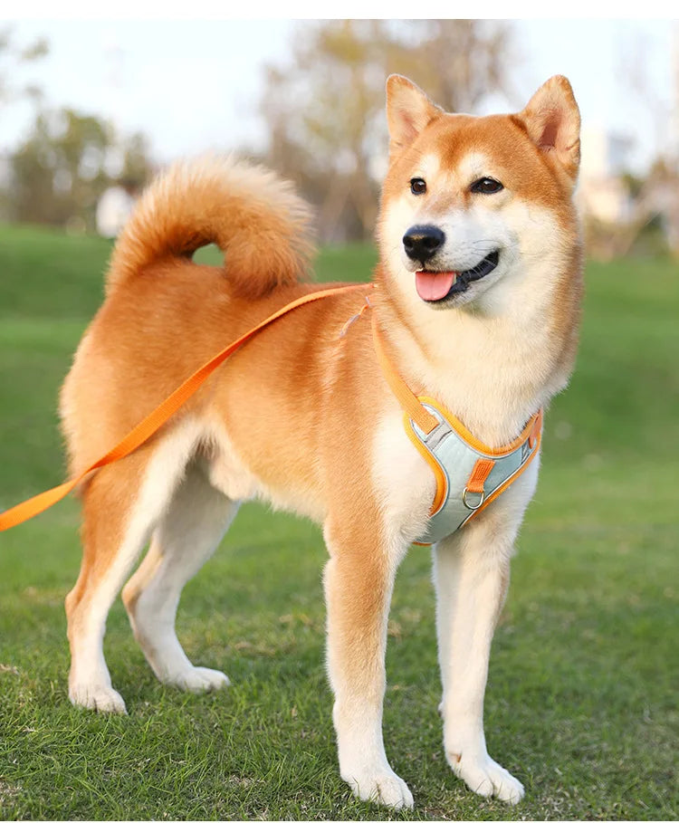 Ensemble Harnais et Laisse Anti-Traction pour Petit Chien et Chat