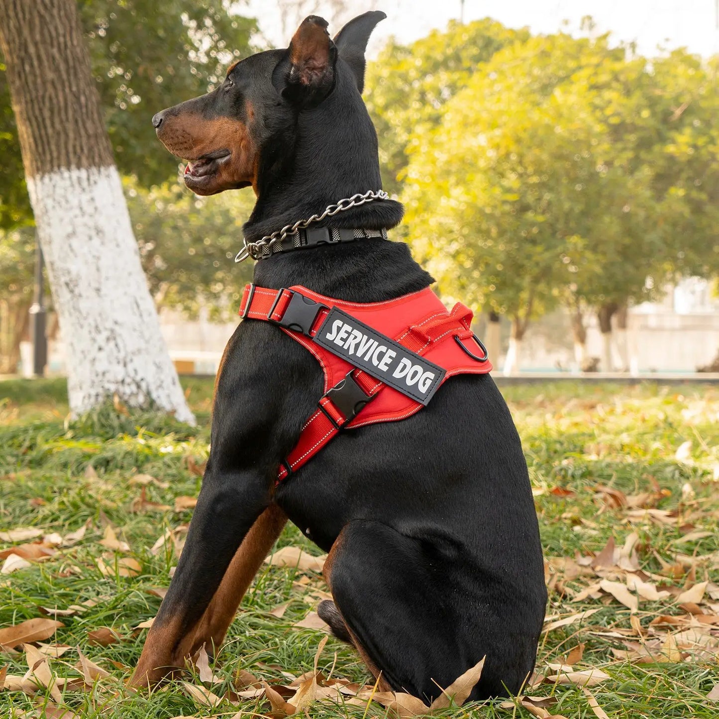 Harnais Personnalisé pour Chien - Étiquette Nom, Respirant