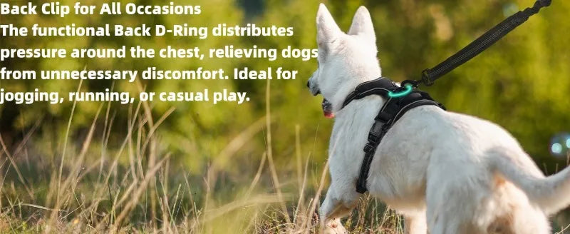 Harnais et Laisse Corde Nylon pour Grand Chien