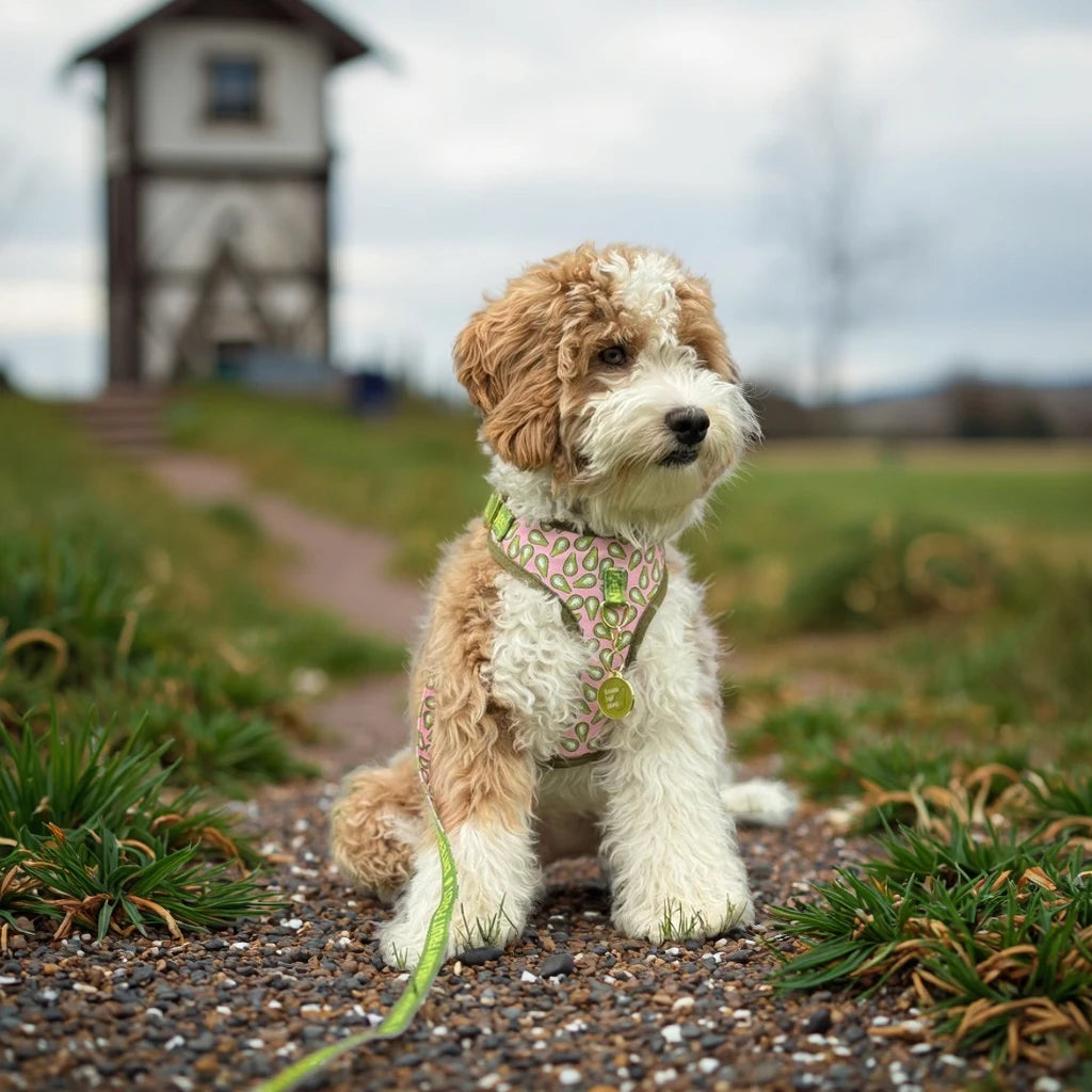 Harnais de Luxe Cadeau pour Chien - Design Mignon, avec Laisse