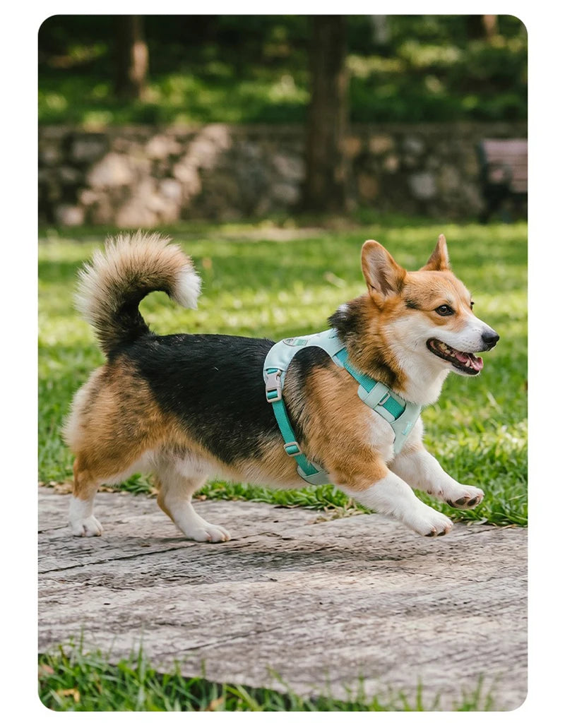 Harnais et Laisse Légers Anti-Traction pour Chien - Toutes Tailles