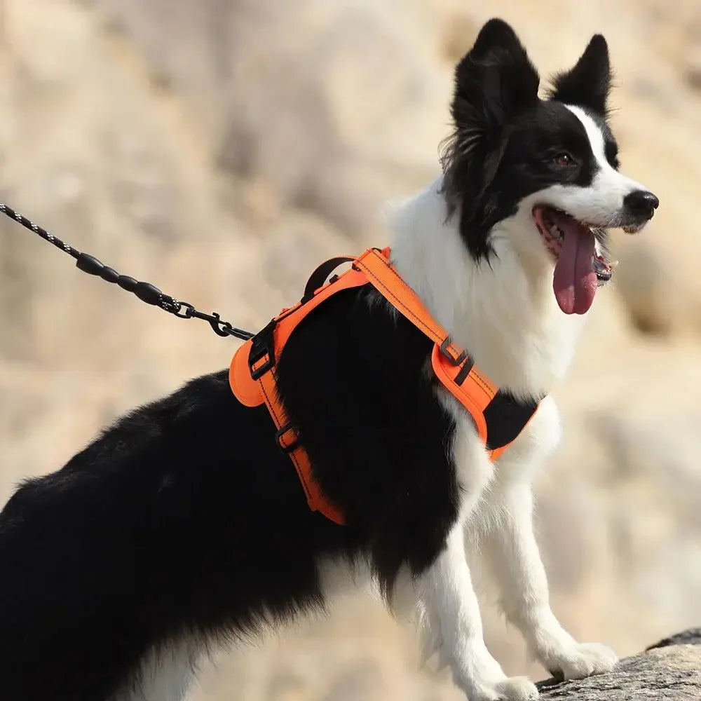 Harnais Multifonction en Nylon pour Chien - Toutes Tailles