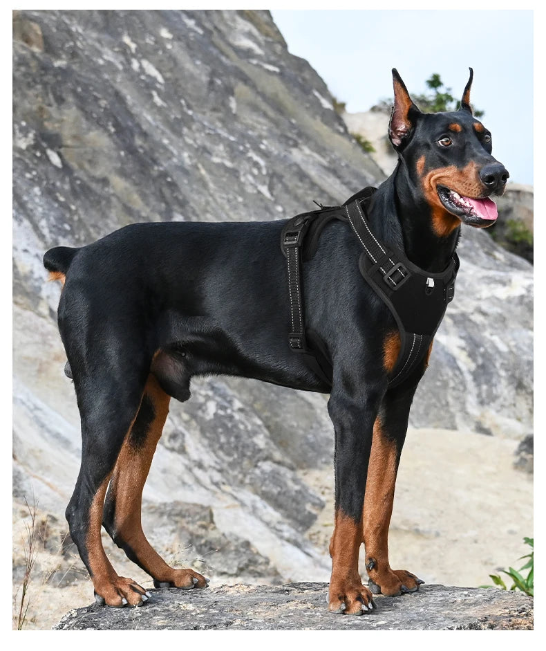 Harnais Multifonction en Nylon pour Chien - Toutes Tailles