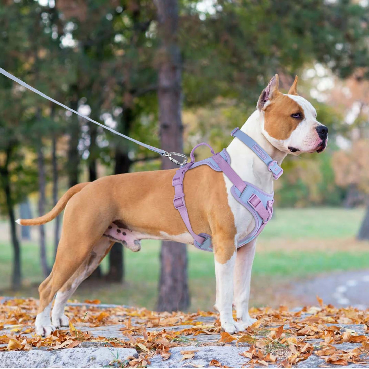 Harnais de Luxe Moyen Anti-Traction pour Chien - Personnalisé