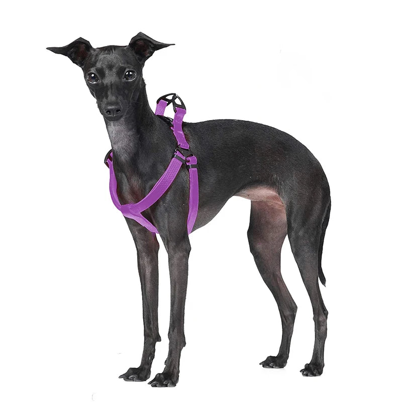 Harnais Réglable Étanche pour Chien - Sans Traction, Toutes Tailles