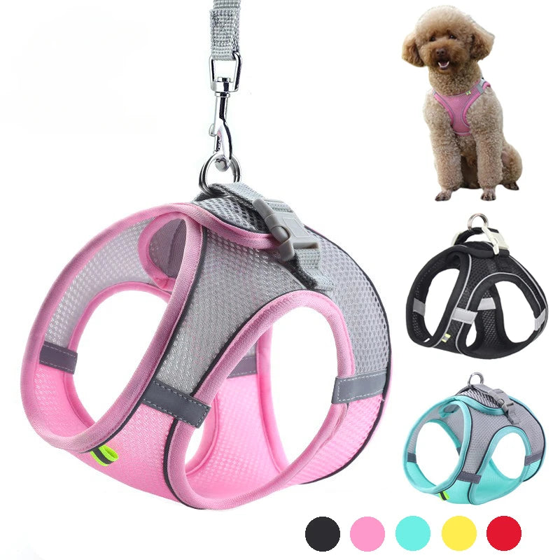 Ensemble Accessoires Réglables pour Chiots et Chats - Bouledogue, Chihuahua