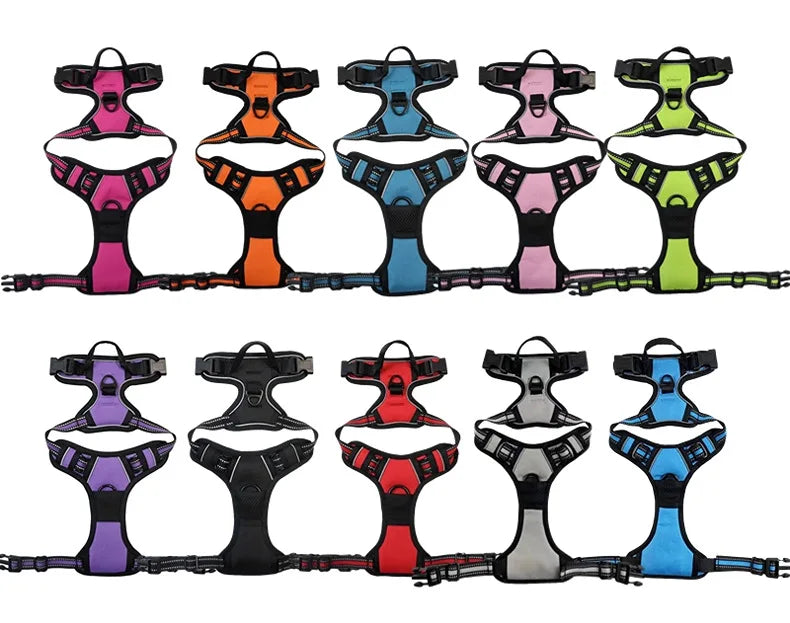 Harnais et Laisse Corde Nylon pour Grand Chien