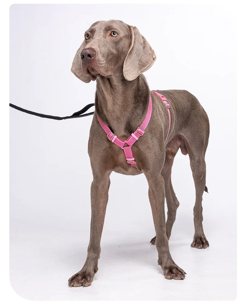 Harnais Anti-Traction Nid d'Abeille pour Chien - Respirant et Sécurisé