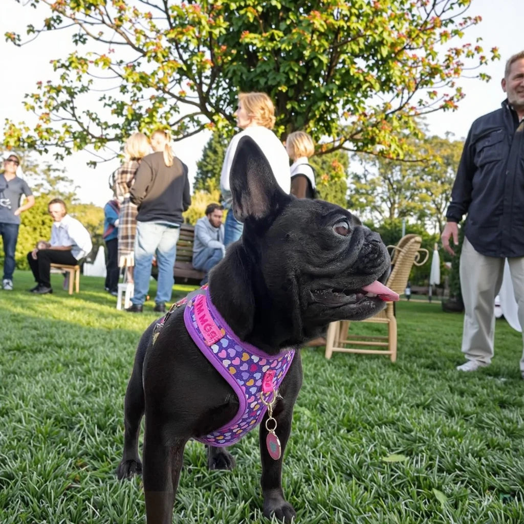 Harnais de Luxe Cadeau pour Chien - Design Mignon, avec Laisse