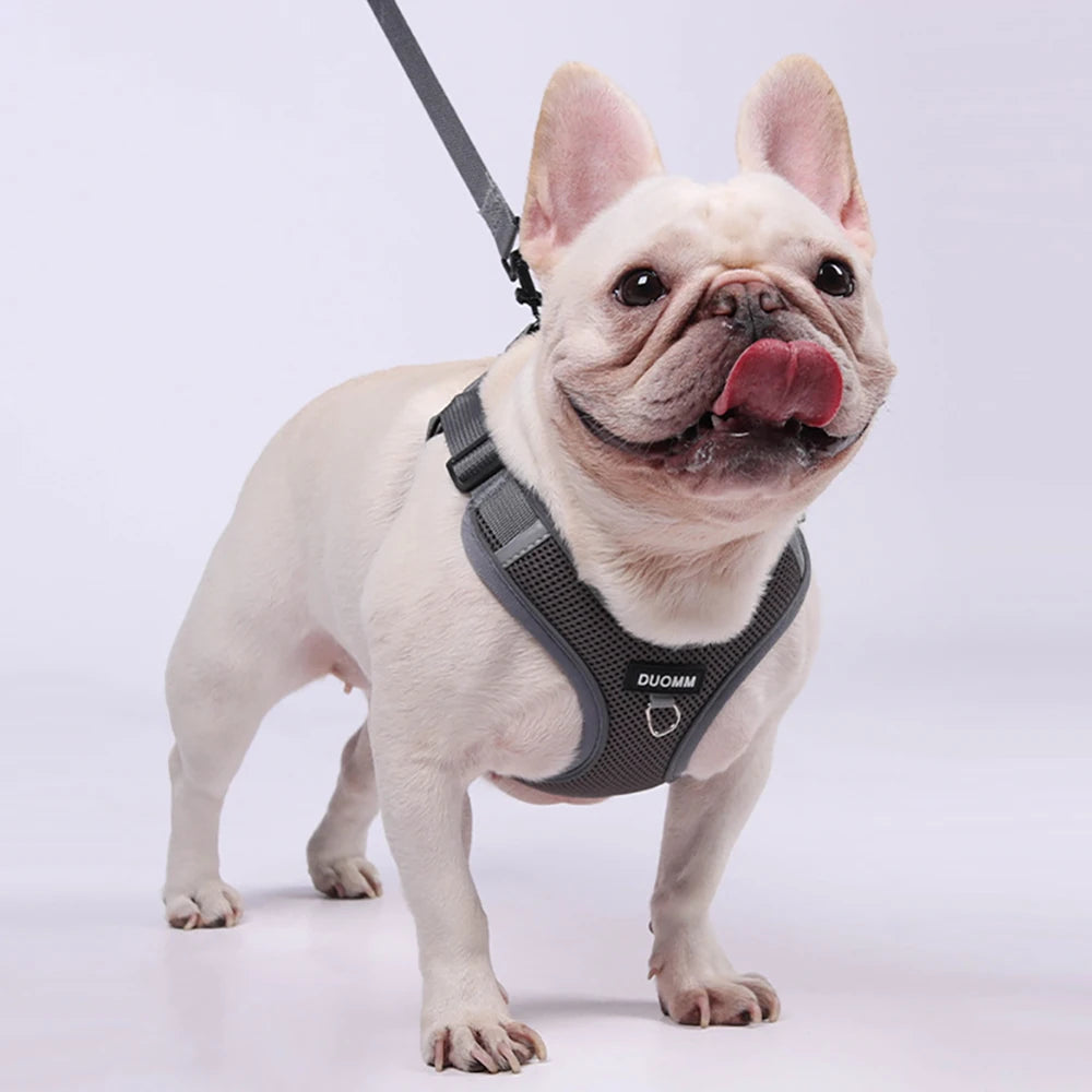 Ensemble Harnais et Laisse Classique et Doux pour Chien - Toutes Races