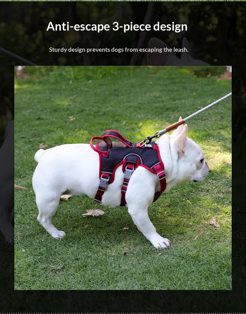 Harnais Anti-Évasion 3 Sections pour Grand Chien - avec Laisse