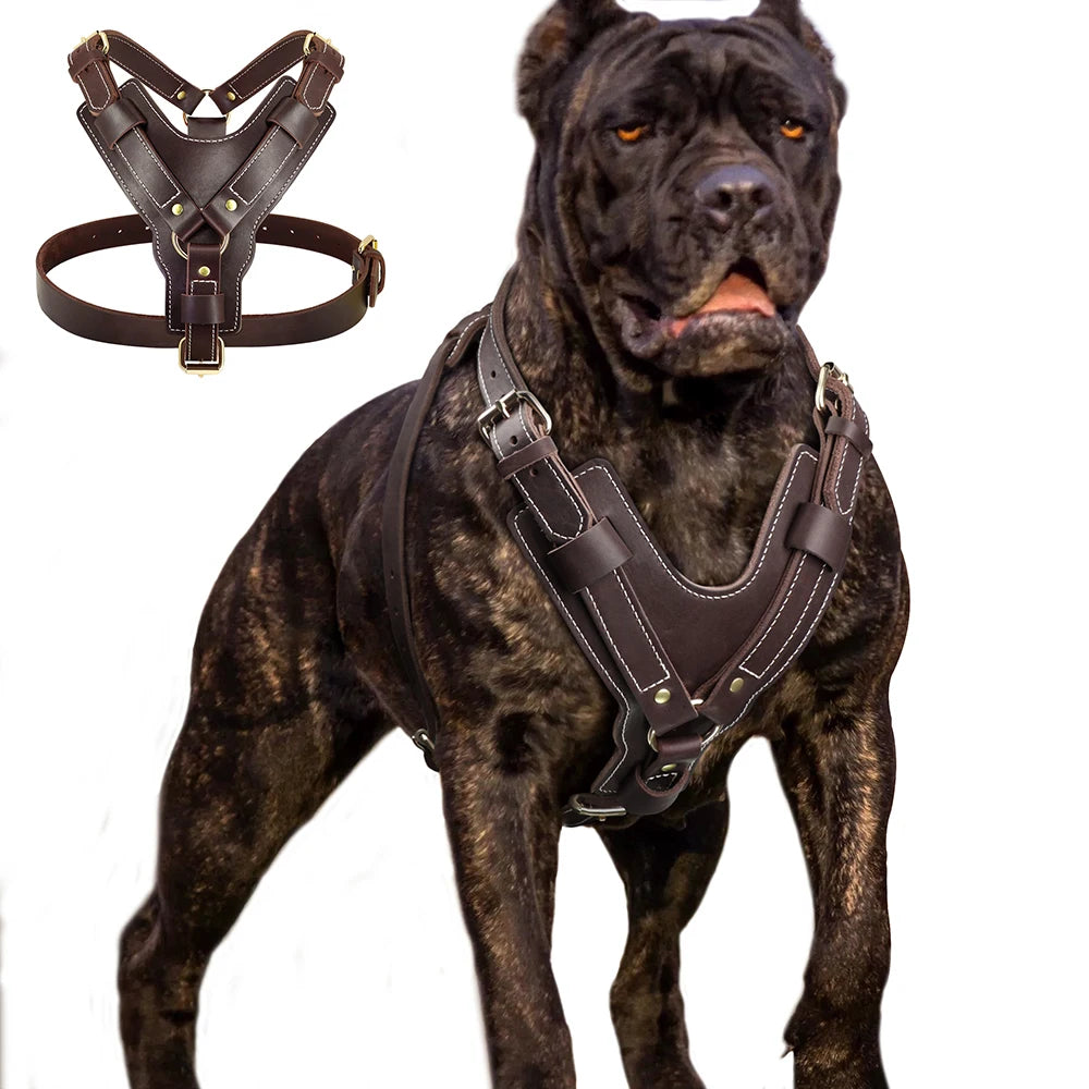 Harnais en Cuir Véritable pour Grand Chien - Poignée Réglable