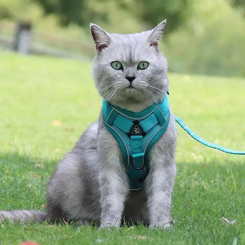 Ensemble Harnais et Laisse Anti-Traction pour Petit Chien et Chat - Réfléchissant