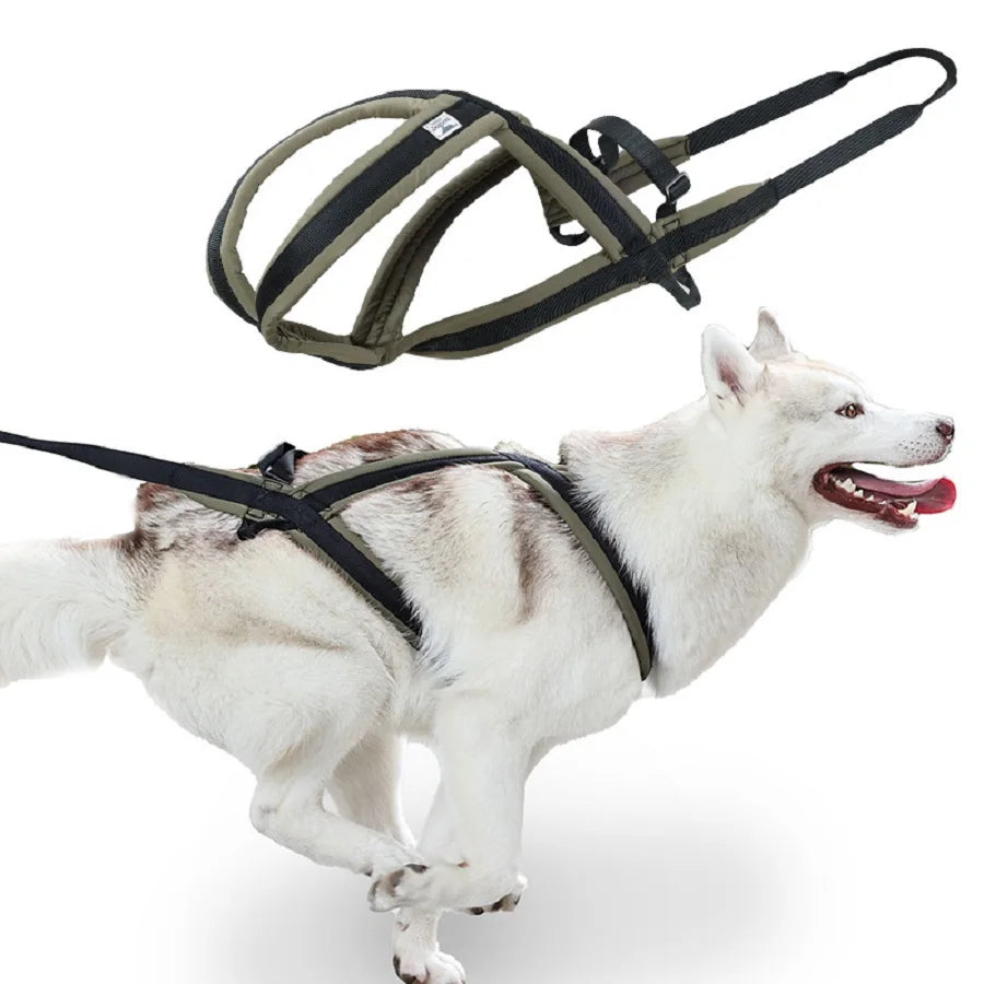 Ensemble Harnais et Laisse Extérieur pour Chien Moyen/Grand