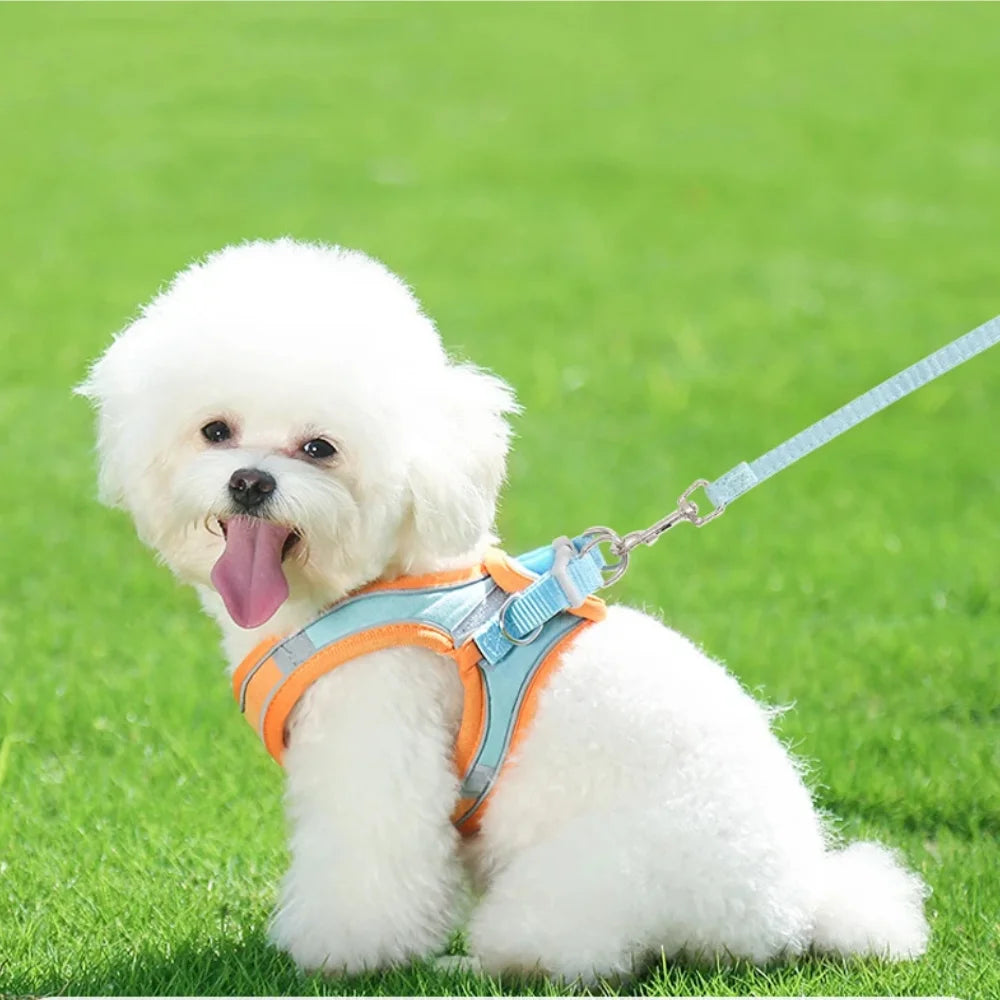 Ensemble Harnais et Laisse Anti-Traction pour Petit Chien et Chat