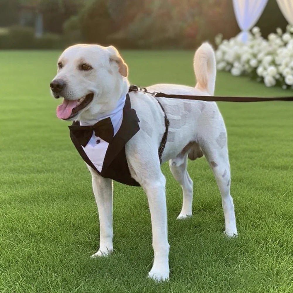 Harnais avec Nœud Papillon pour Petit et Moyen Chien - Anti-Traction