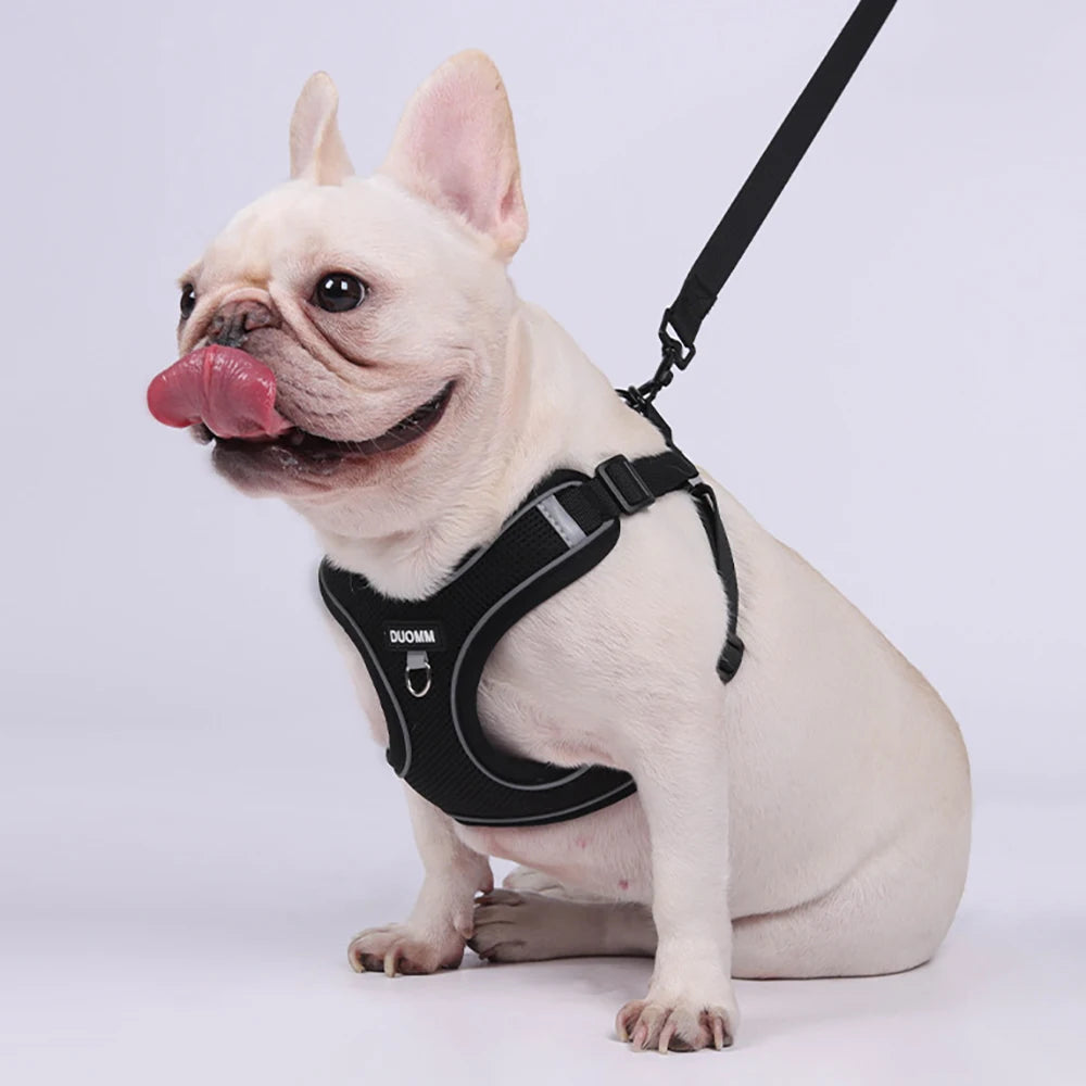 Ensemble Harnais et Laisse Classique et Doux pour Chien - Toutes Races