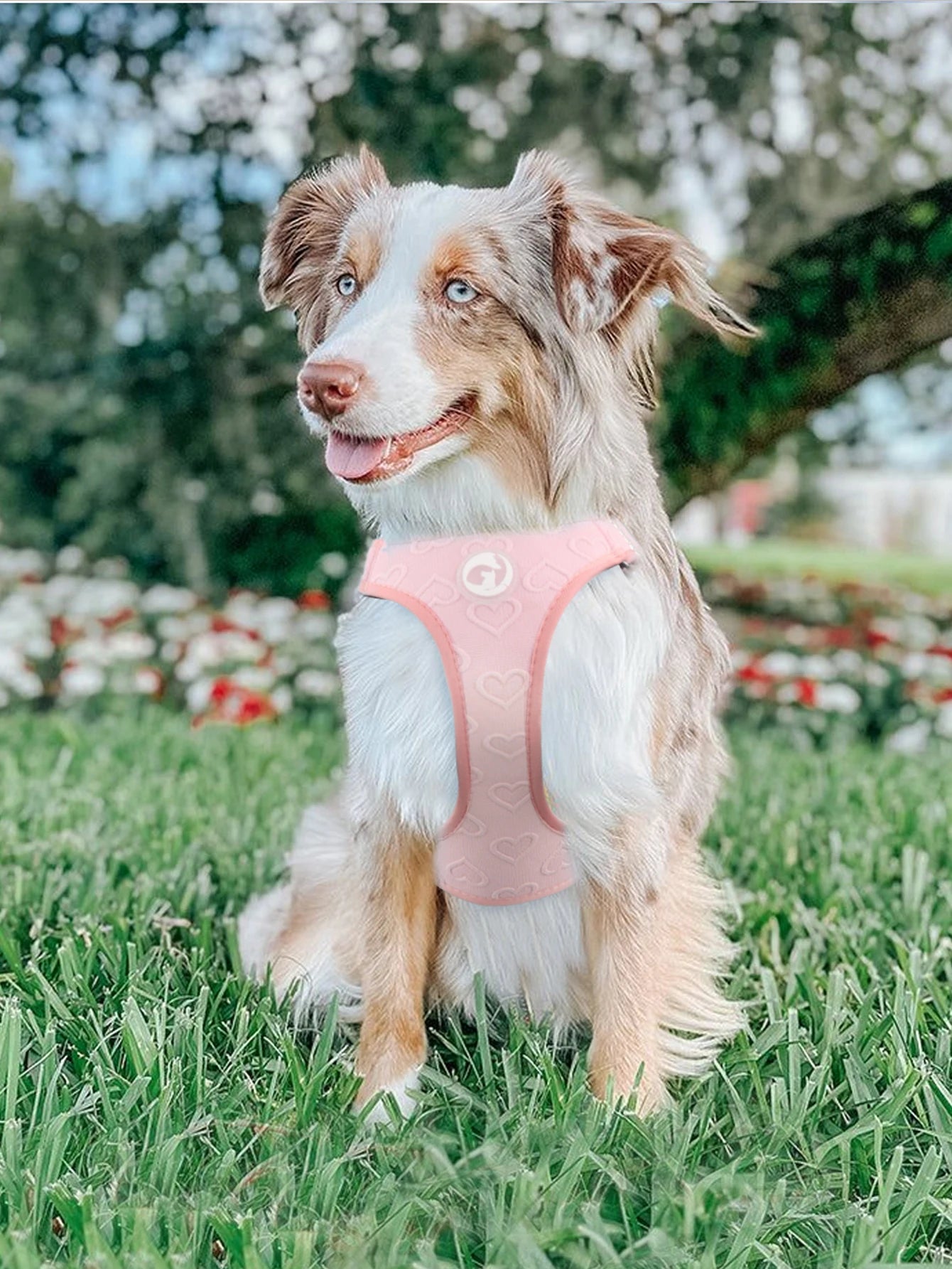 Gilet Nylon Sans Traction pour Petit Chien - Léger et Confortable