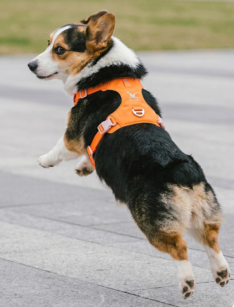 Harnais et Laisse Légers Anti-Traction pour Chien - Toutes Tailles