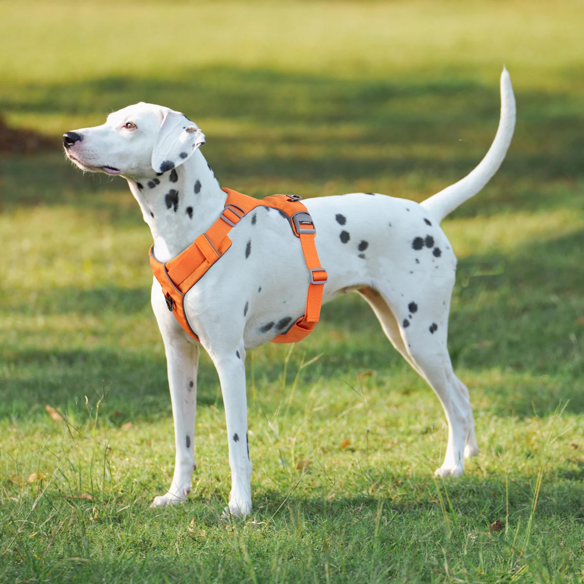 Harnais de Sécurité Anti-Traction pour Chien - Solide et Réglable