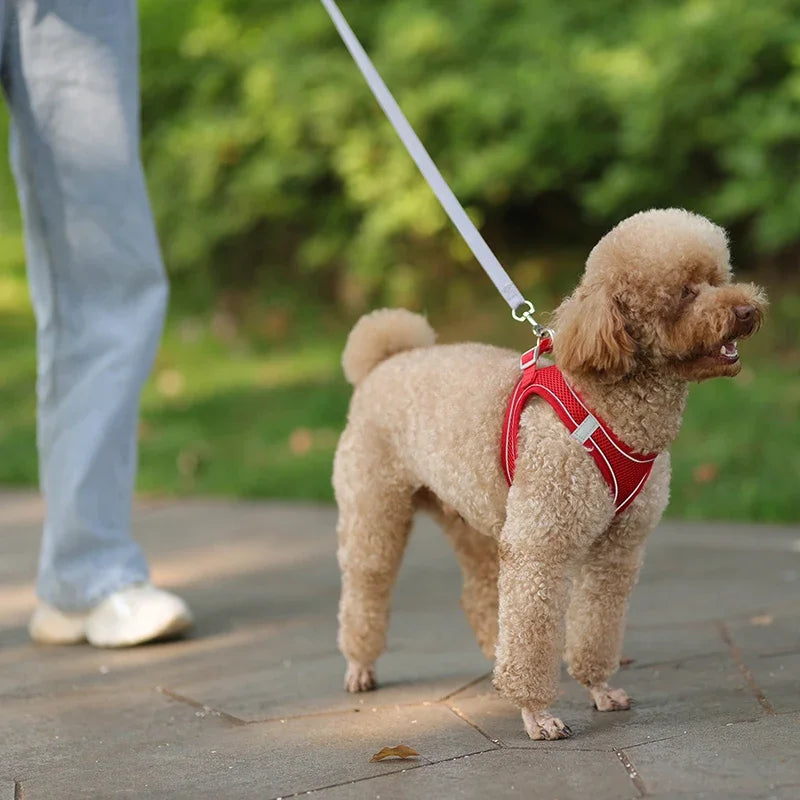 Ensemble Accessoires Réglables pour Chiots et Chats - Bouledogue, Chihuahua