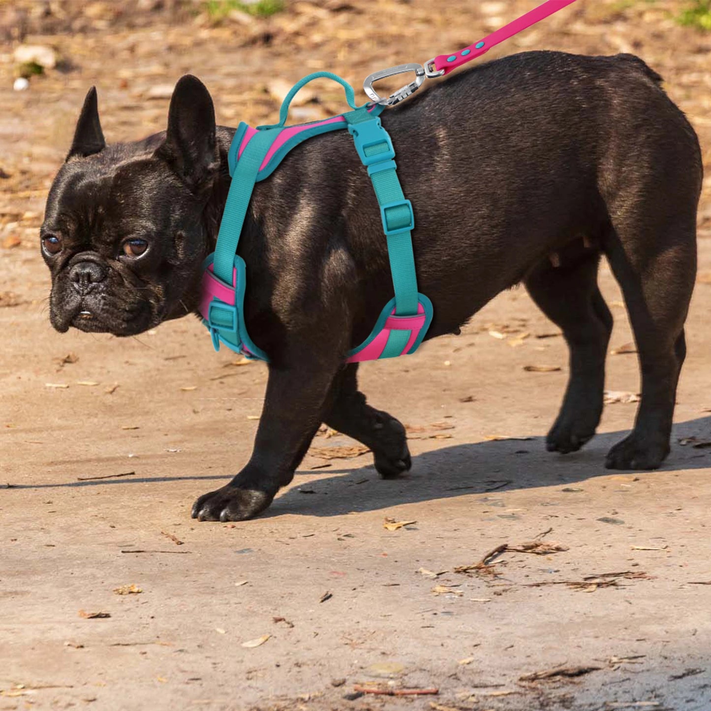 Harnais Personnalisable Anti-Traction pour Chien - Contrasté
