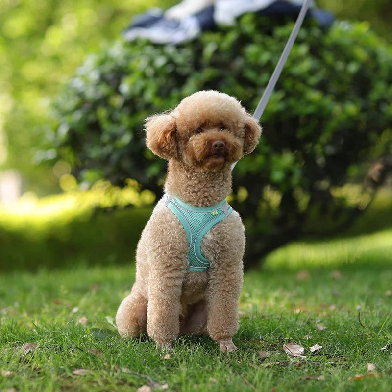 Ensemble Accessoires Réglables pour Chiots et Chats - Bouledogue, Chihuahua