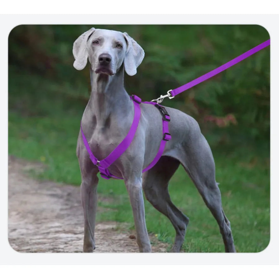 Harnais et Laisse Nylon Résistant pour Grand Chien