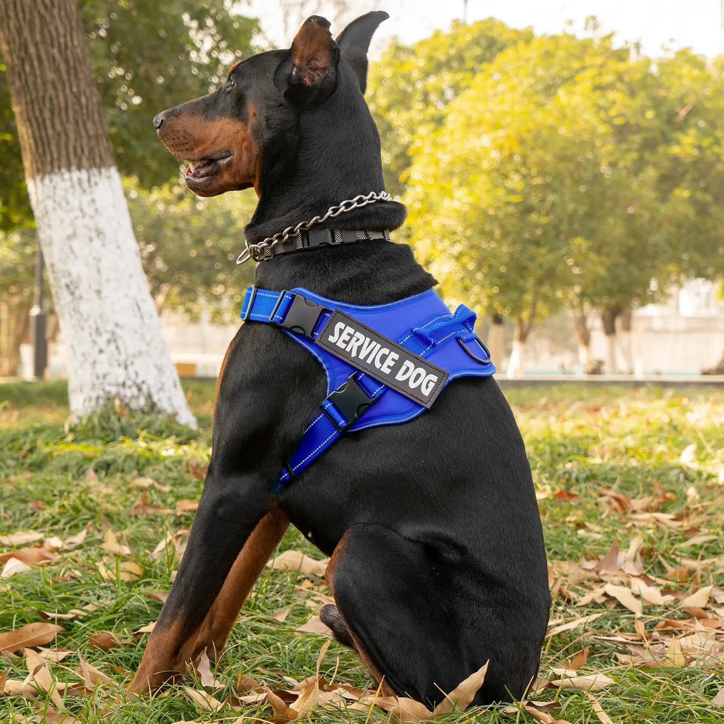 Harnais Personnalisé pour Chien - Étiquette Nom, Respirant