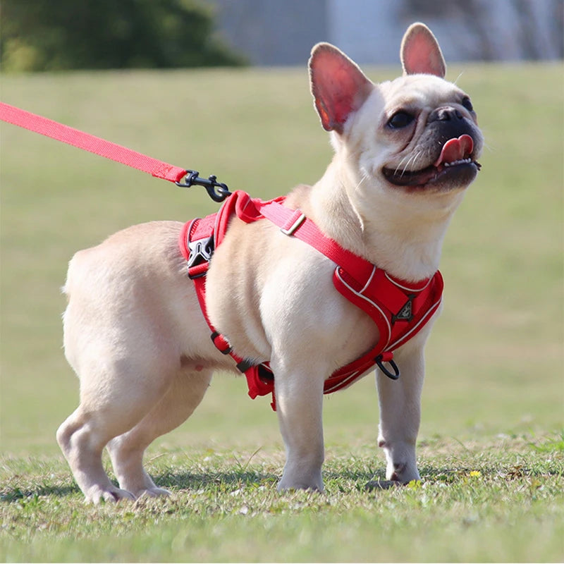 Ensemble Laisse Réglable pour Petit Chien et Chat - Bouledogue