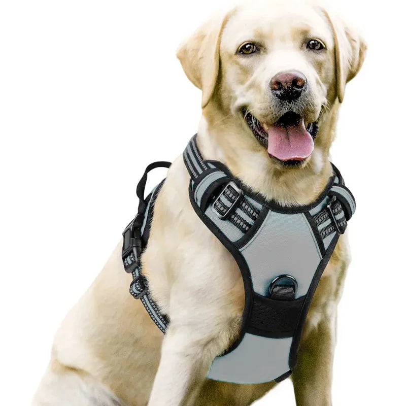 Harnais et Laisse Corde Nylon pour Grand Chien