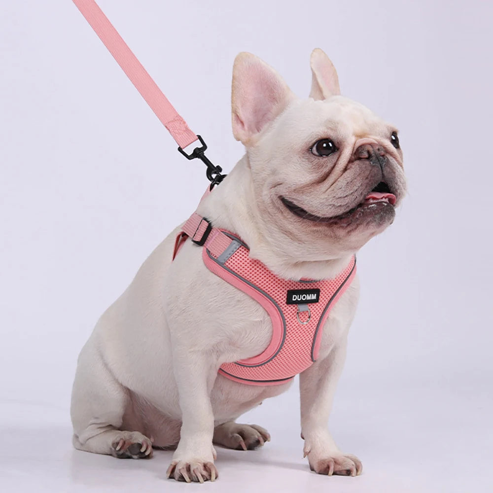 Ensemble Harnais et Laisse Classique et Doux pour Chien - Toutes Races