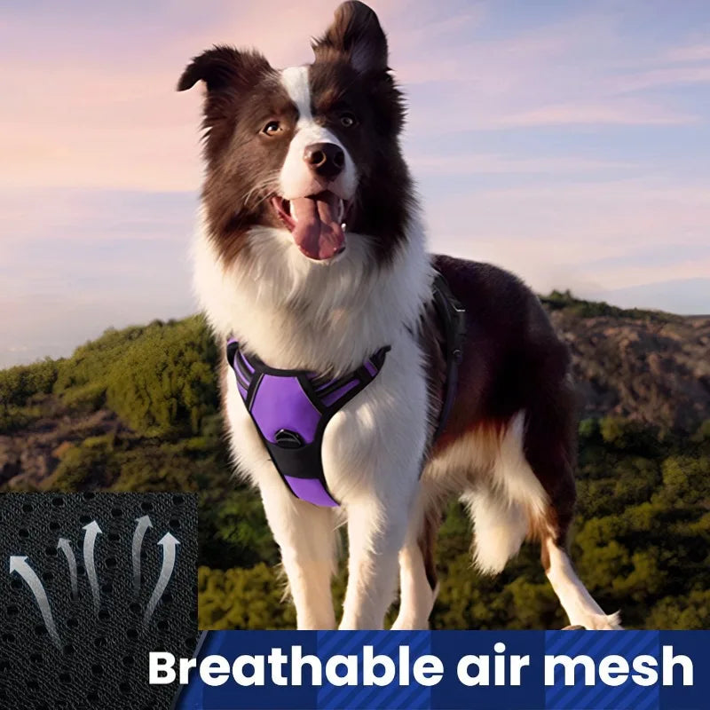 Harnais et Laisse Corde Nylon pour Grand Chien