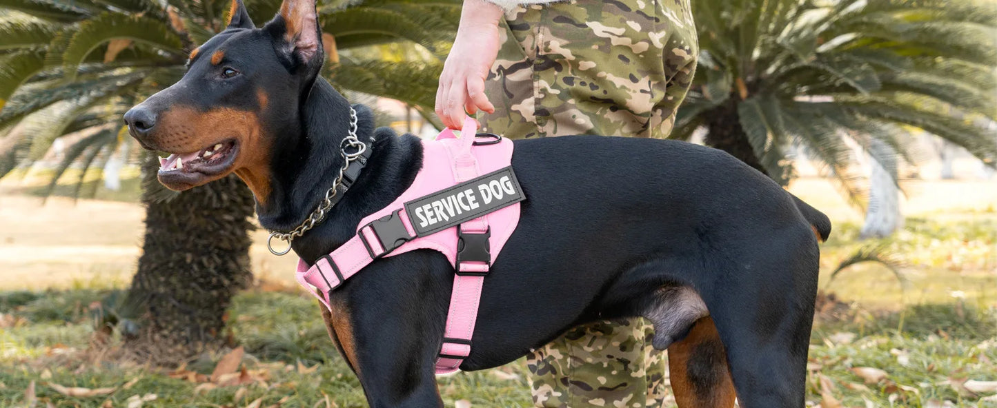 Harnais Personnalisé pour Chien - Étiquette Nom, Respirant